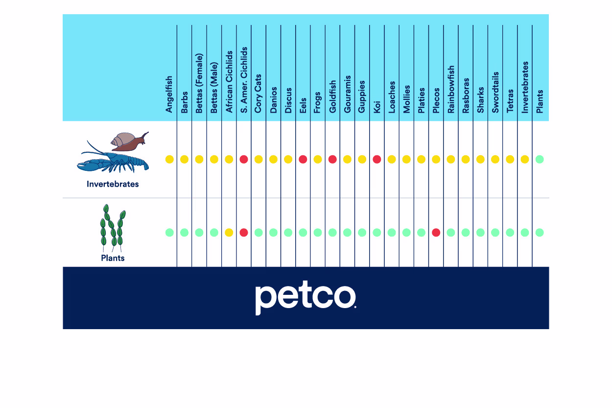 Freshwater Fish Compatibility Chart &amp; Guide | Petco